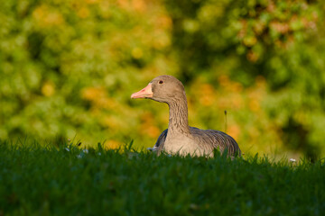Wildlife portrait of greylag goose on grass during warm autumn evening	