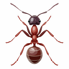ant on white background