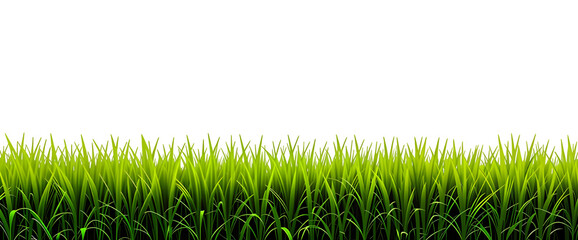 Fresh green grass isolated on transparent background 