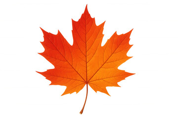 Fototapeta premium Autumn maple leaf showing vibrant red and orange colors, a symbol of fall season on transparent background