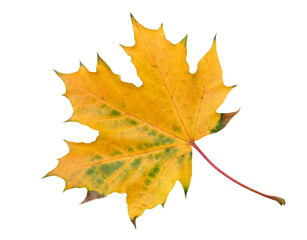 A leaf with a red and yellow color. The leaf is on a white background. The leaf is in a natural setting. Concept of autumn and the changing of the seasons