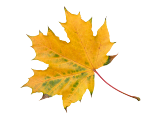 A leaf with a red and yellow color. The leaf is on a white background. The leaf is in a natural setting. Concept of autumn and the changing of the seasons
