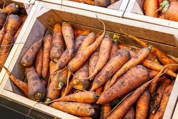 Carrot roots in wooden boxes, freshly harvested.