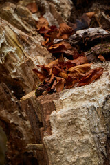 Fallen leaves resting on rough bark in a serene forest setting during autumn season. Autumn hiking in Carpathian Mountains, Ukraine