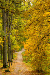 Golden autumn view in Koknese nature park in October in Koknese in Latvia