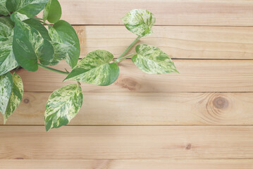 Golden Pothos indoor plant or Marble queen pothos houseplant (Epipremnum aureum) against a wooden Wall Background.