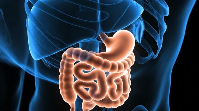 Human Digestive System Animated X Ray View of Stomach Intestines and Liver Healthcare Biology Anatomy and Medical