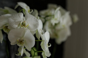 Close-up of beautiful white orchid flowers, ideal for design, nature, and aesthetic projects. Capture the beauty and elegance of these delicate