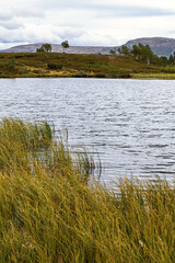 Grassy lake shore landscape, mountain background, Sweden.