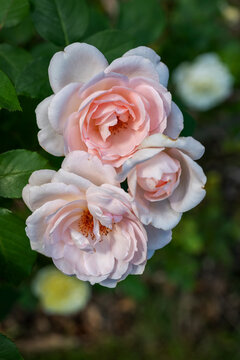 Rose Flowers Clair Renaissance POUlsyng