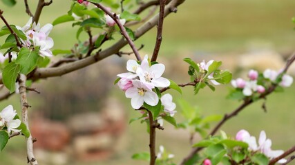 White flower on the apple tree