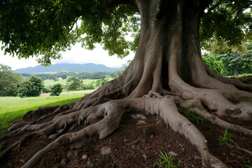Ancient Tree Giant: Sprawling roots anchor a colossal tree with lush canopy. Mountains rise in the distance, completing the serene landscape.