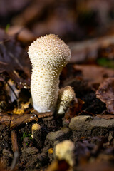 Creamy white Puffballs (Lycoperdon perlatum) macro close up – a type of fungus featuring a ball-shaped fruit body that bursts on impact, releasing a cloud of dust-like spores. Dark forest background.