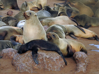 sea lions resting