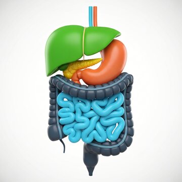 Stylized anatomical model of the human digestive system with liver stomach pancreas small intestine and large intestine