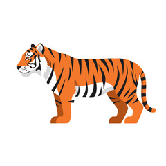 Obraz premium Illustration of a standing tiger with orange fur and black stripes, isolated on a white background, viewed from its side.