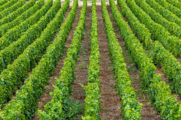 Cramant vineyard rows growing producing Champagne grapes