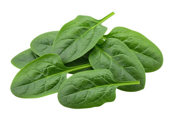 Isolated baby spinach leaves in heap, organic, dietary, vegetarian, healthy, edible plants