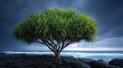 Lone pandanus tree stands on rocky shore against stormy sea.