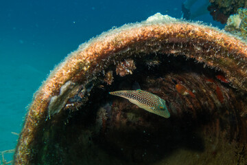 A small beautiful fish in a pipe underwater. Picture of a red sea toby, Canthigaster margaritata. Photo from Hurghada, Egypt