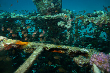 An artificial coral reef teaming with life. Picture from a scuba dive in the Red Sea, Hurghada, Egypt. Blue ocean background