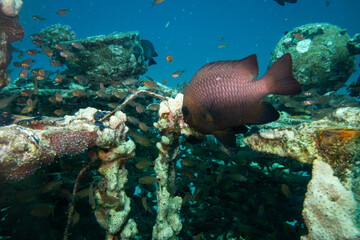 An artificial coral reef teaming with life. Picture from a scuba dive in the Red Sea, Hurghada, Egypt. Blue ocean background