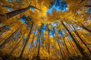 Eye-level shot looking up through autumn forest canopy with bright yellow leaves