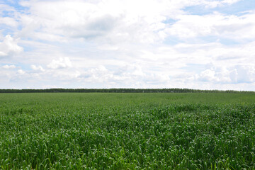 Vast Green Field of wheat Under a Cloudy Sky