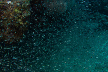 An amazing swarm of tiny glass fish at a Red Sea tropical coral reef. Picture from Makdi Bay, Hurghada, Egypt