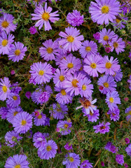 chrysanthemum flower bush in a garden. Close-up, selective focus.