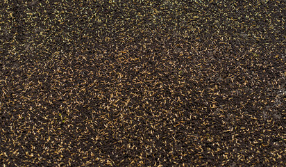 Seeding lawn grass in the garden. Selective focus.