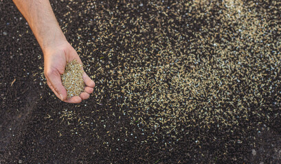 Seeding lawn grass in the garden. Selective focus.
