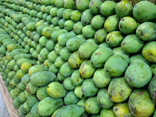 Pile of fresh green mangoes displayed at a market. Tropical exotic fruits with natural texture and vibrant color, showing freshness and organic produce ready for sale.