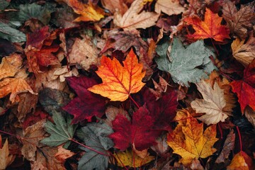 Fototapeta premium A close-up shot of a pile of colorful fallen autumn leaves, showcasing various shades