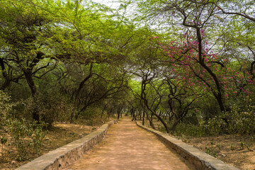 This landscape photo was taken in Asia, India, Delhi, Delhi, in summer. It shows the alley of the Mehrauli archaeological complex in Delhi, under the Sun.