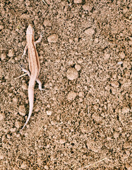 lizard on dug-up soil, space for text. Close-up, selective focus.