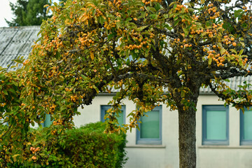 Autumn Crabapple Tree Yellow Wild Apples