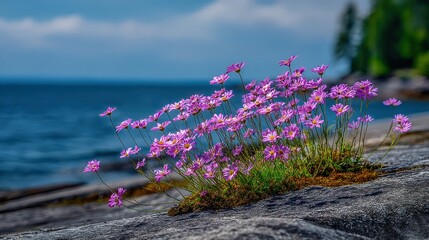 Colorful wildflowers on rocky shoreline with ocean background