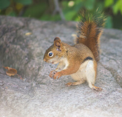 Curious Red Squirrel on a Rock in Natural Light