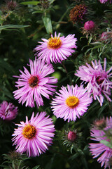 beautiful magenta autumn flower - bushy aster