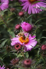 pink bushy aster and bee