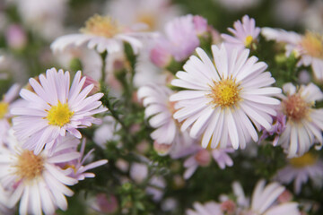 beautiful pink Michaelmas daisy autumn flowers