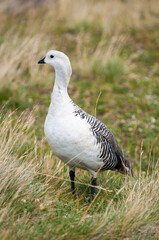 Upland Goose, Chloephaga picta, Tierra del Fuego National Park, Patagonia, Argentina.