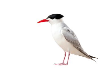 A close-up of a tern bird showcasing its distinct black cap and vivid red beak, symbolizing beauty in nature.