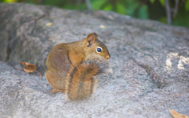 Red Squirrel Sitting on a Rock in a Forest Setting