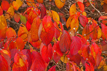 Flowering Dogwood Cornus florida 16413