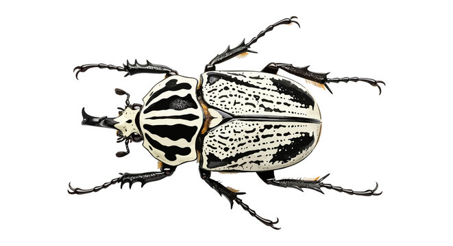 Goliath beetle with striking black and white patterns, isolated on white background