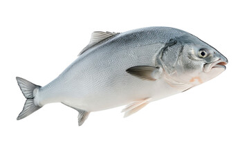 Obraz premium A fresh, silver fish with a sleek body, perfect for culinary use or showcasing marine life.