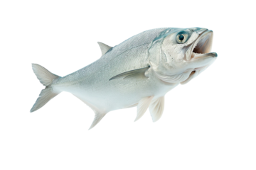 A fresh, vibrant fish with a shiny surface, showcasing its healthy appearance and ready for culinary delight.