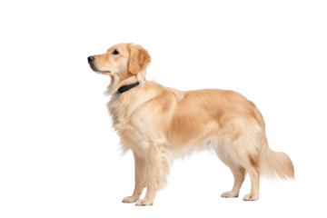 A golden retriever stands proudly, showcasing its vibrant fur and friendly demeanor, perfect for pet and animal imagery.